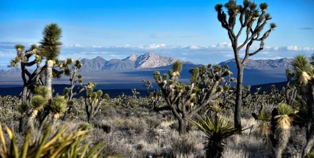 Allegiant Air Nevada Office in USA